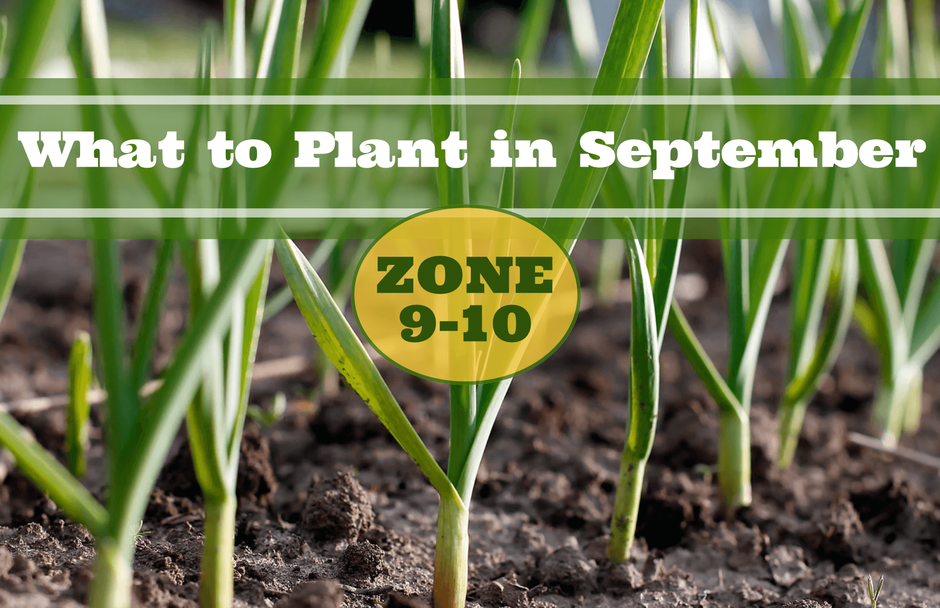 What to Plant in September in Zones 9-10