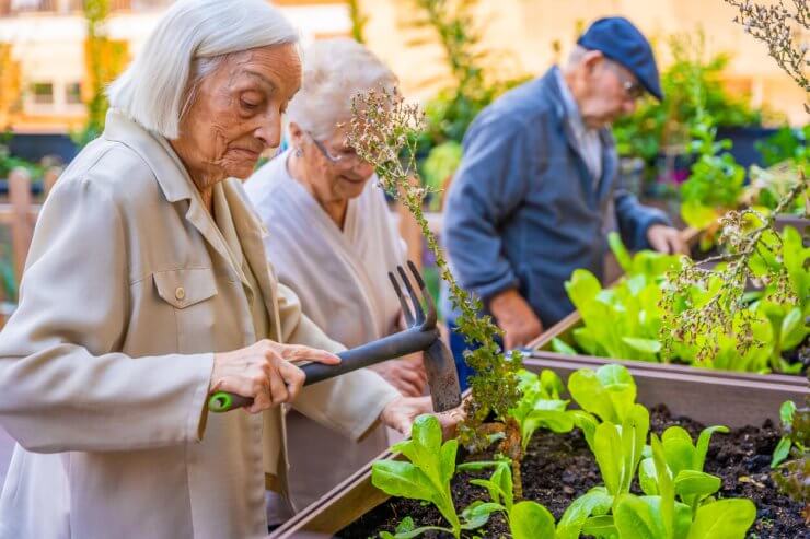 Seniors working on a vegetable urban garden