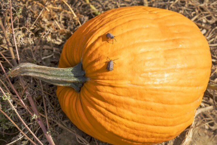 Spotted Red Lanternflies Crawling on Pumpkin