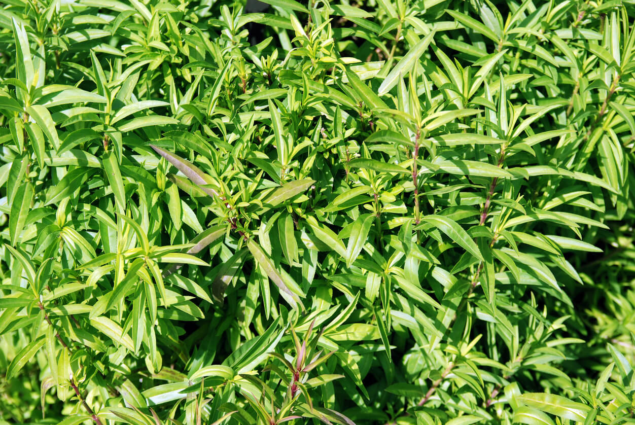 Mexican Tarragon