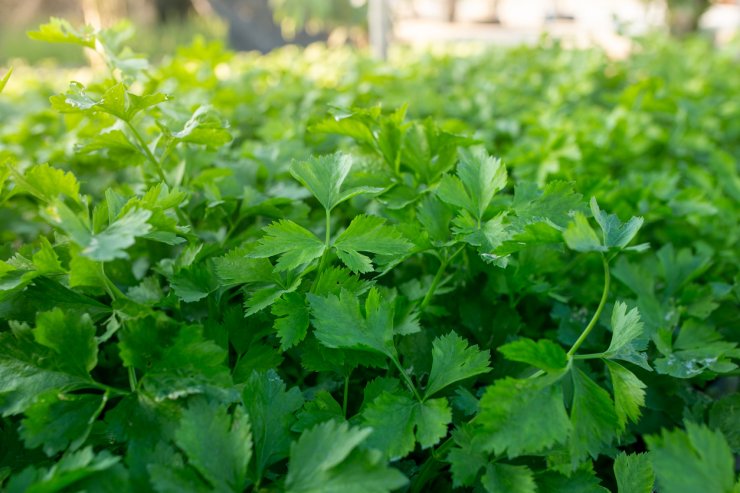 Celery plantation in the garden