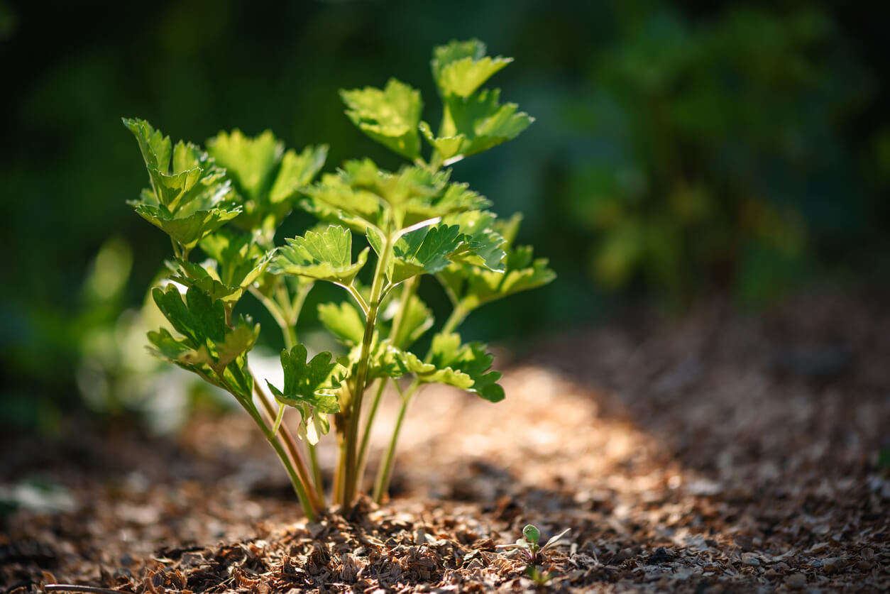 Celery growing in the sunlight