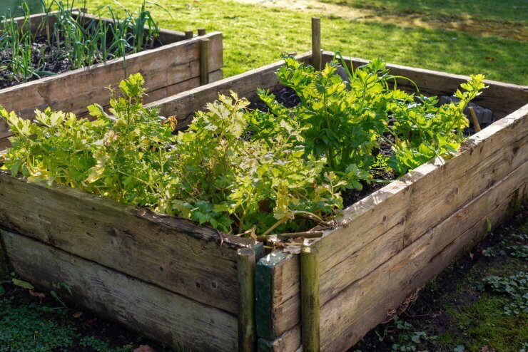 Celery in raised beds