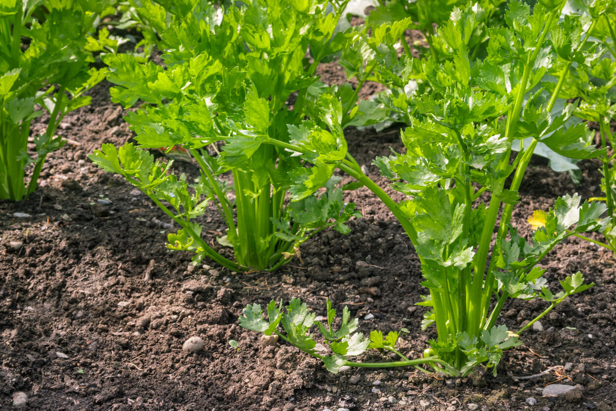 Celery planted in the soil