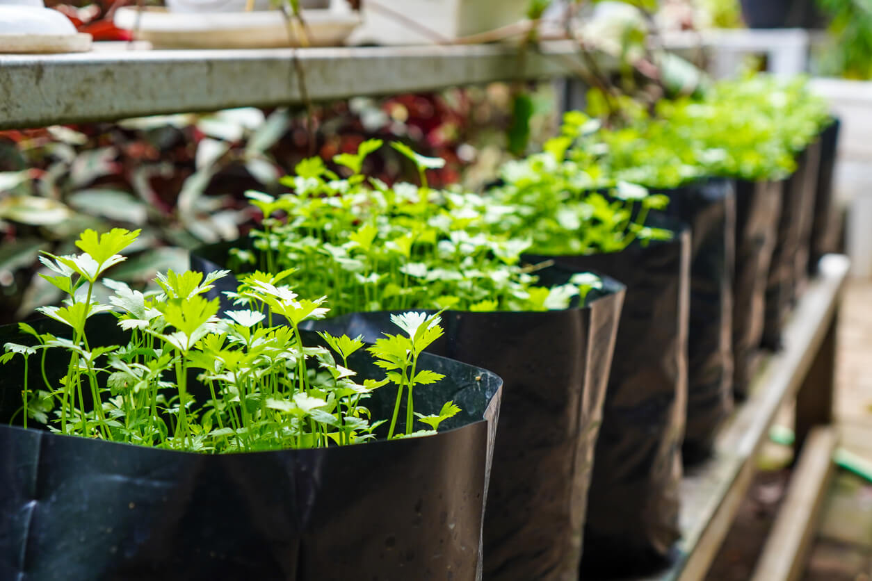 Celery seedlings