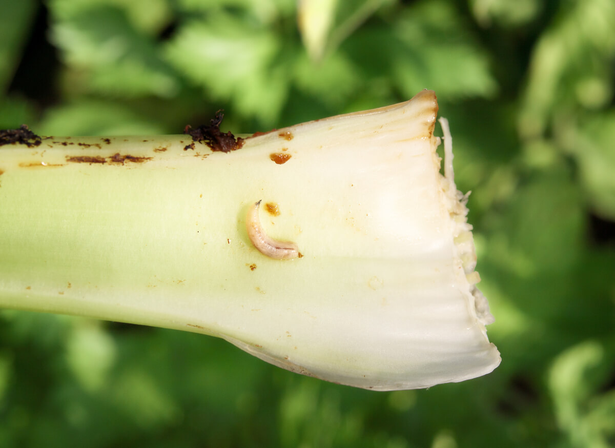 Celery with pest infestation