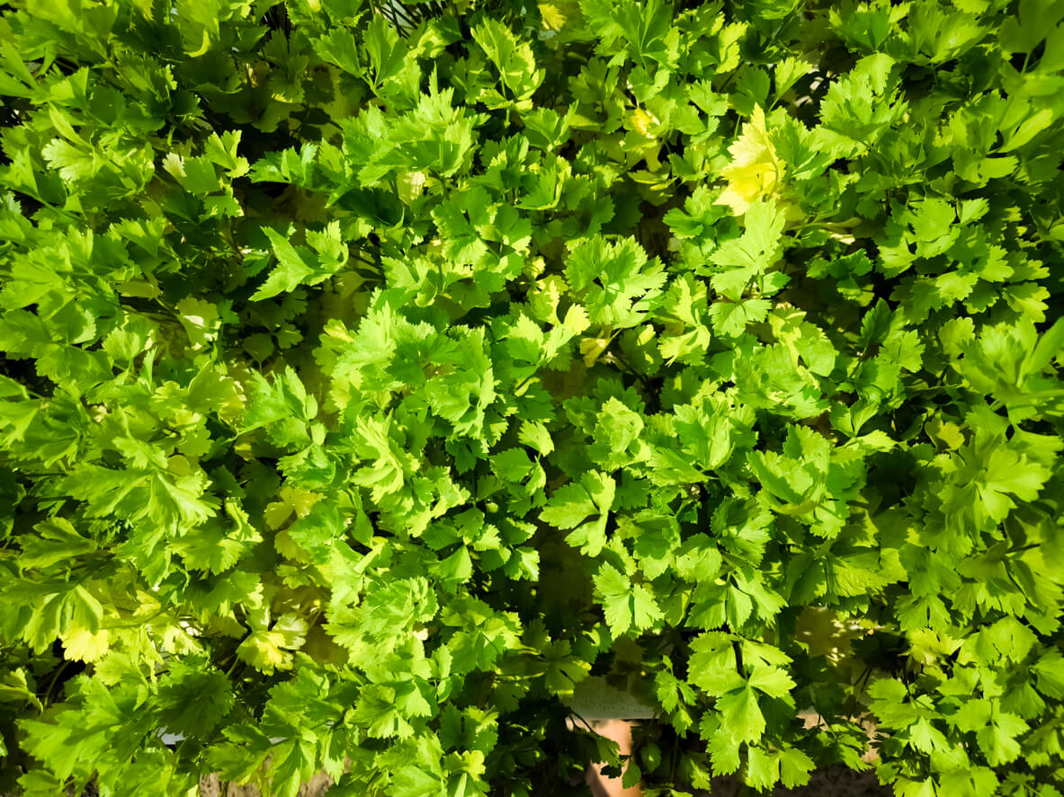 Celery in the vegetable garden