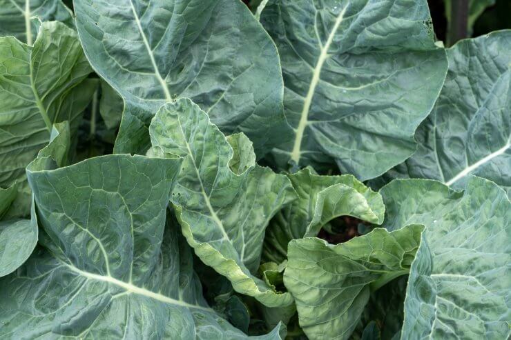 Collard Greens