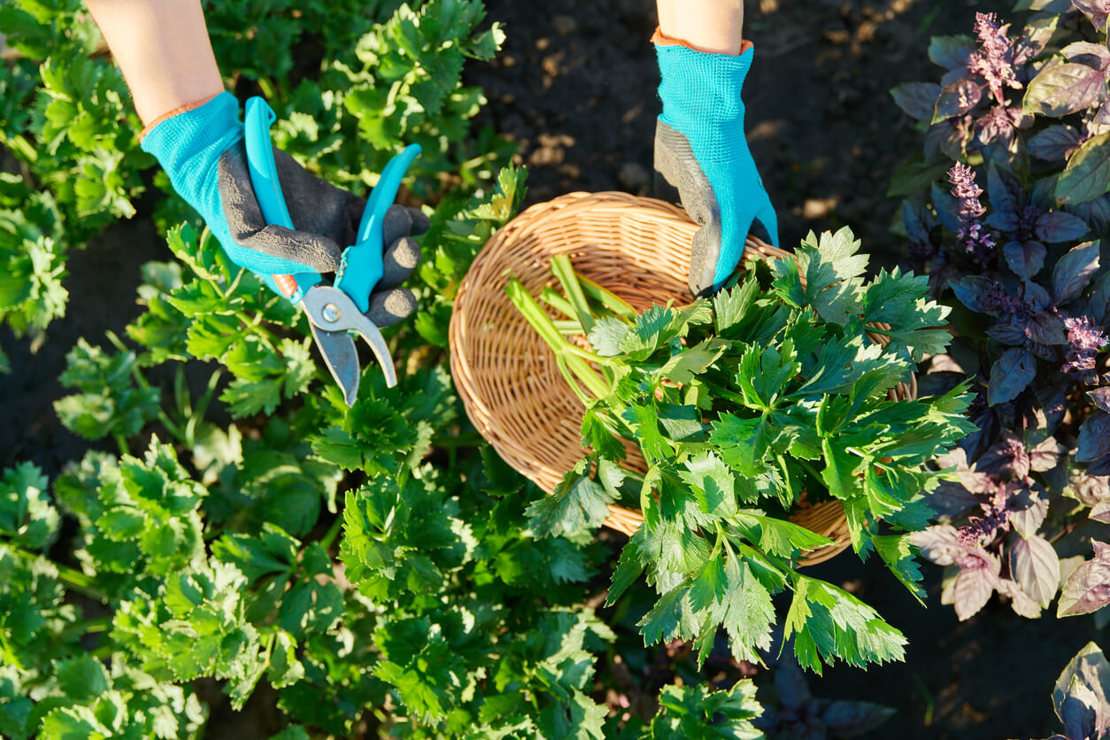 Farmer's hands cutting celery leaves in basket with pruning shears