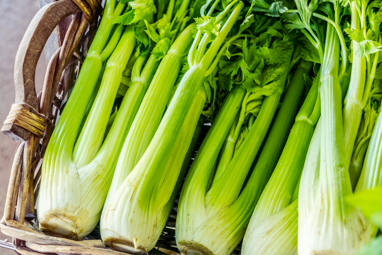 Fresh Celery in Basket