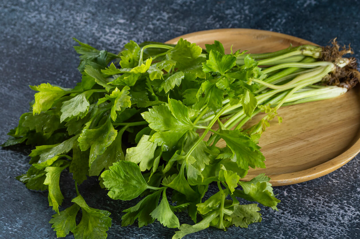 Fresh green celery in a wooden plate