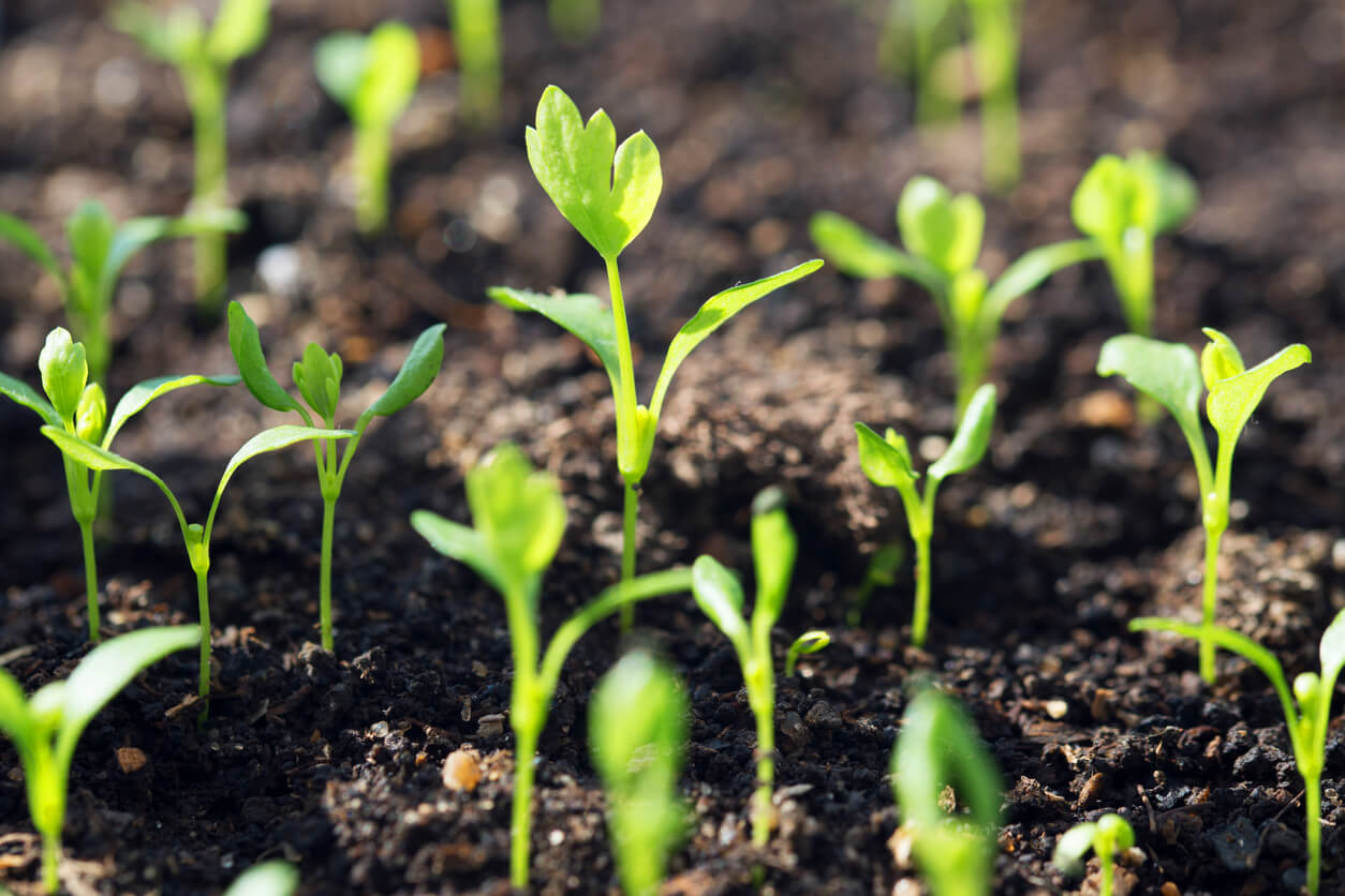 Growing celery