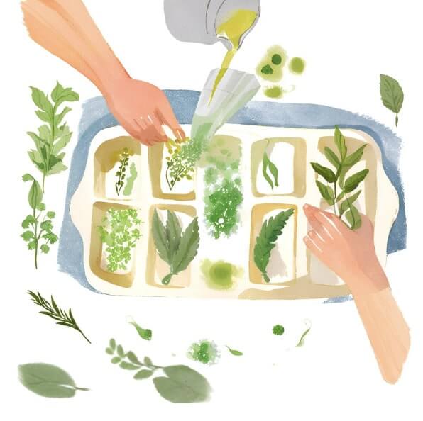 Harvesting Herbs