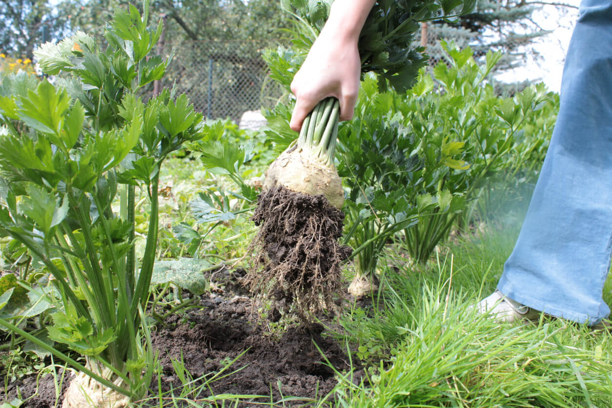 Harvesting celery