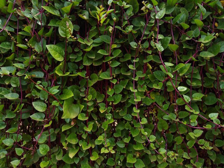 Malabar spinach