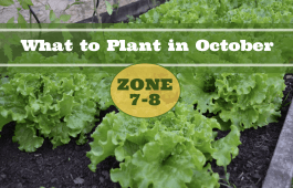 What to Plant in October in USDA Zones 7-8