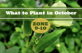 What to Plant in October in USDA Zones 9-10