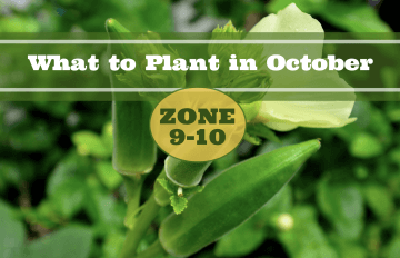 What to Plant in October in Zone 9-10