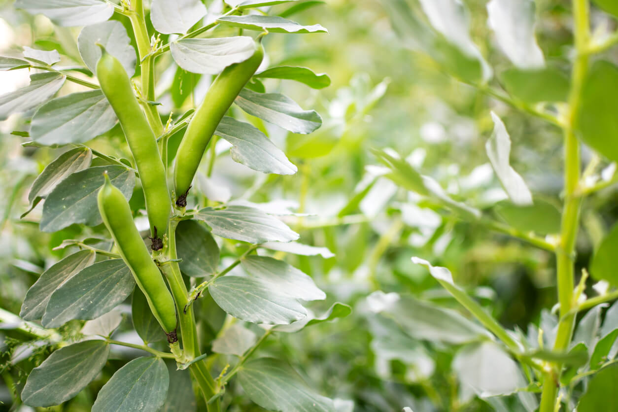 Organic and healthy broad bean