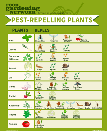 Plants for Bug Control Chart