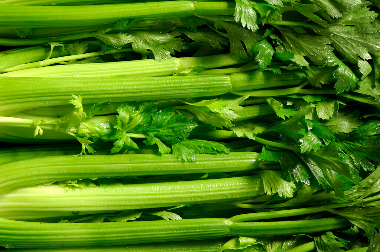 Tango Celery