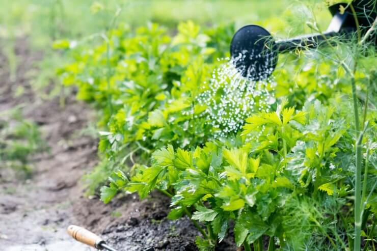 Watering can pouring water onto celery plant