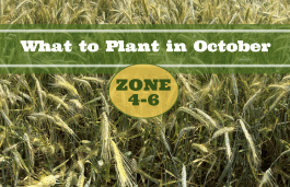 What to Plant in October in USDA Zones 4-6