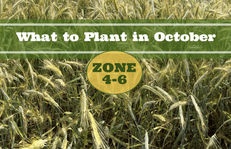 What to Plant in October Zone 4-6