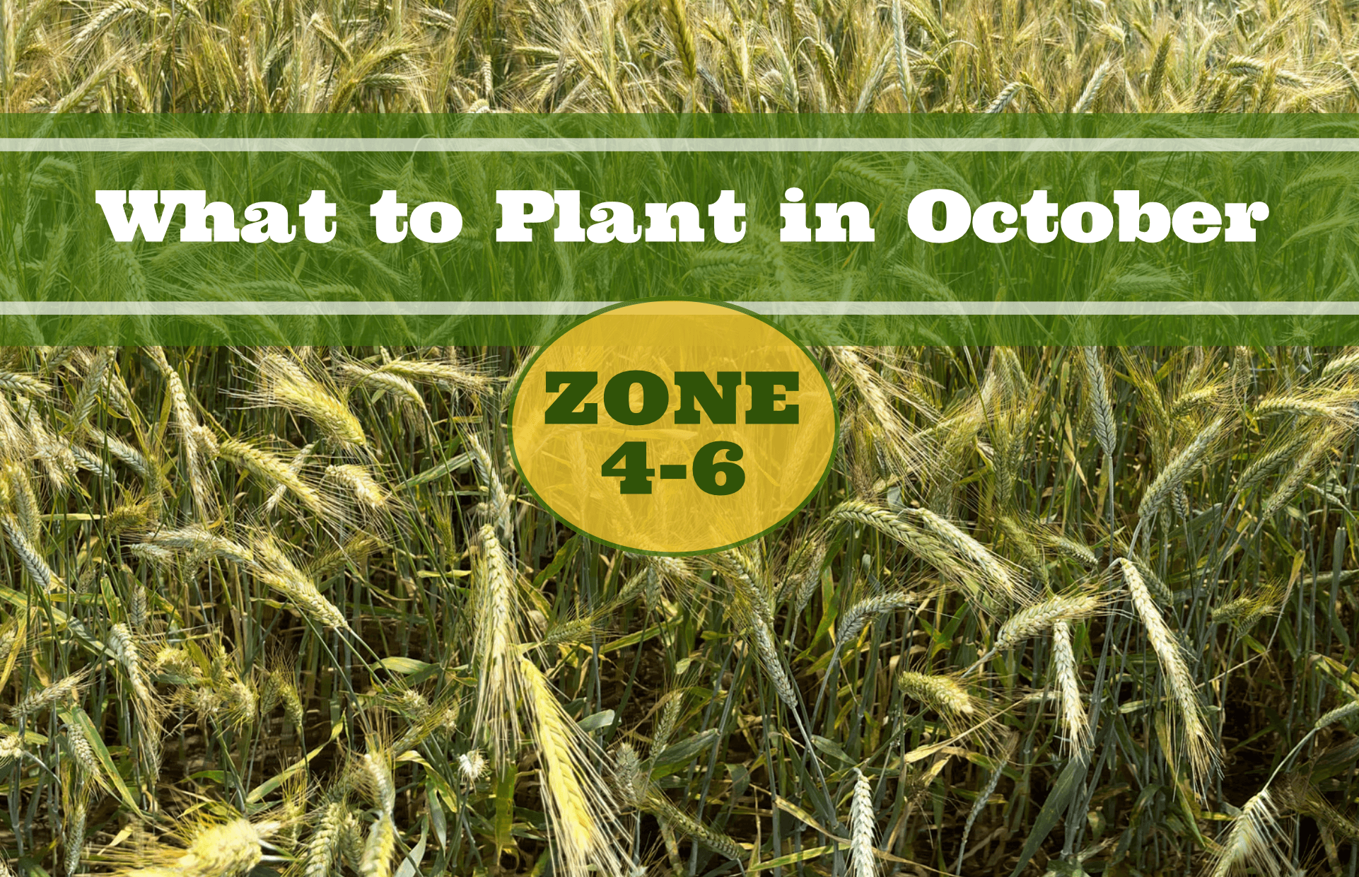 What to Plant in October in USDA Zones 46 Food Gardening Network