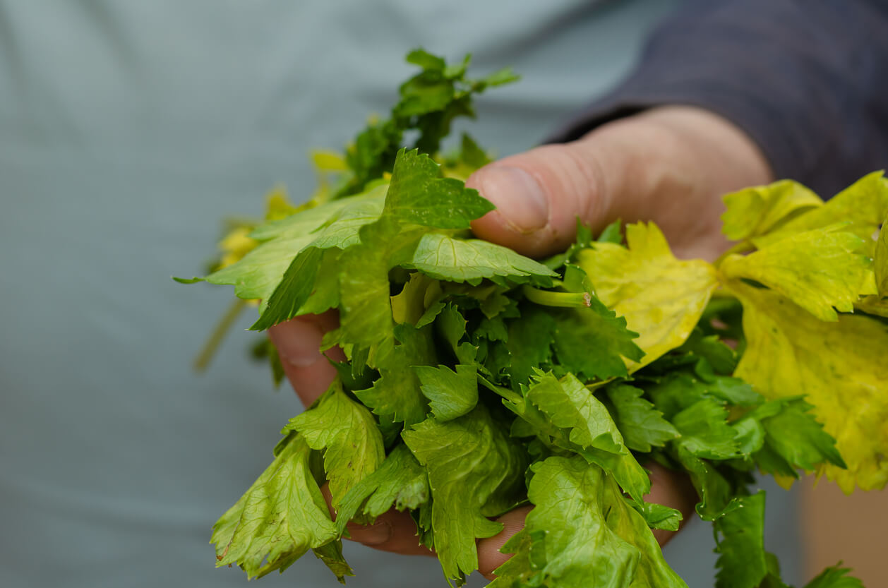 Withering celery