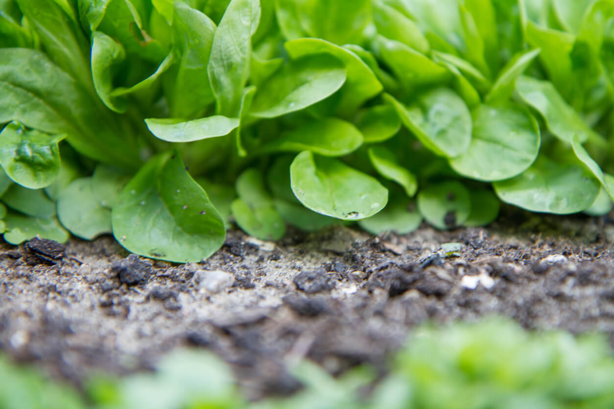 The corn salad (Valerianella) plant