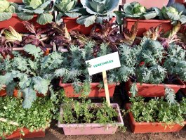 Companion Planting with Celery