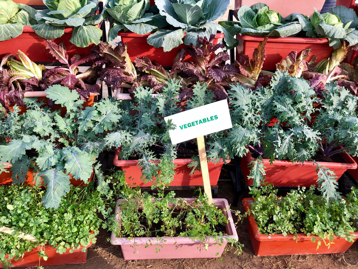 Celery growing alongside cabbage, red leaf lettuce, kale, and parsley