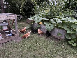 Pros and Cons of Owning Chickens for Your Backyard Garden