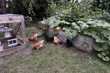 Pros and Cons of Owning Chickens for Your Backyard Garden