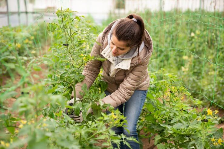 Confident female farmer working in greenhouse