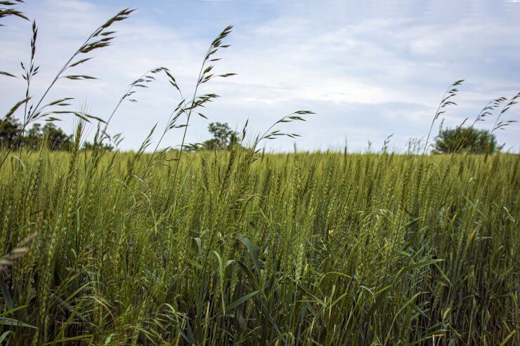 Field of winter rye