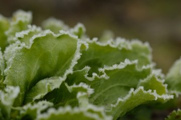 Frozen leafs of a endive plant