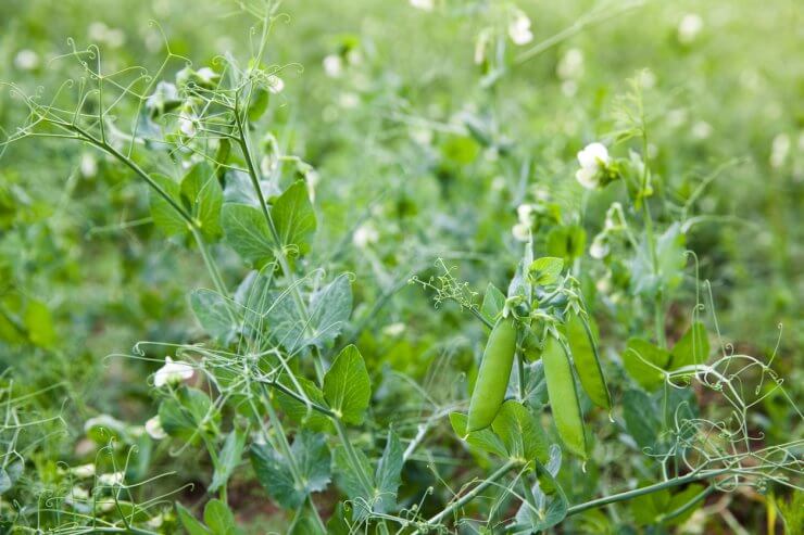 Green pea pods