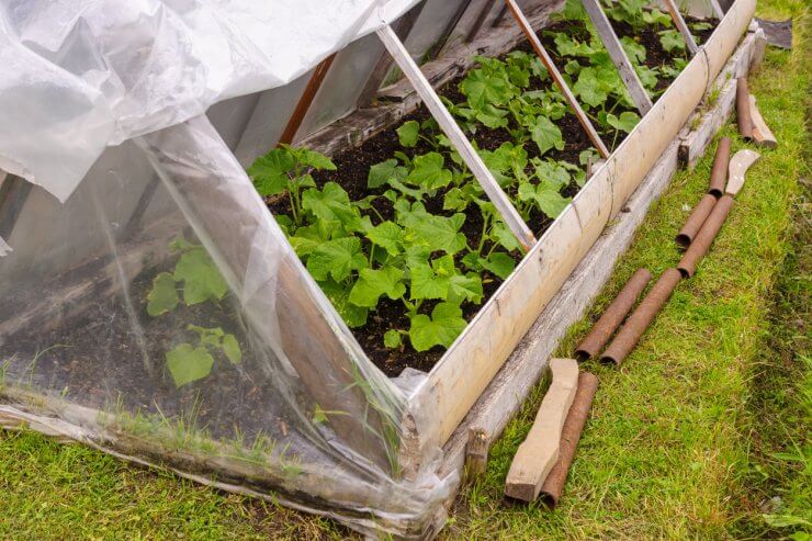 Greenhouse with farm-growing chemical free cucumbers