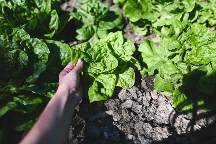 Growing lettuce in  garden