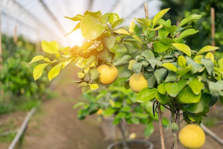 Harvesting Ripe Pomelos