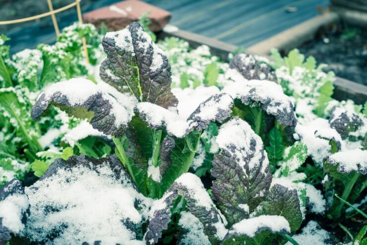 Large red and green mustard in snow covered growing