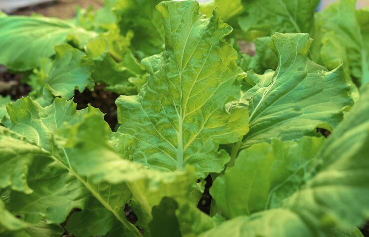 Lettuce sativa leaves