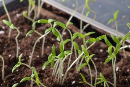 Frost-Defying Feasts: Mastering Cold Frames for the Fall