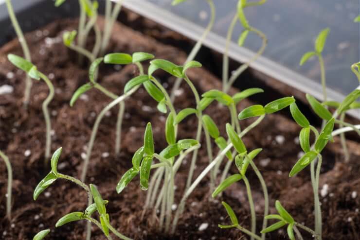 Tomato seedlings growing in small greenhouse