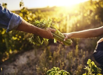 Turning vegetables into a business