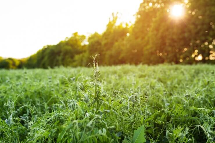 Vicia villosa