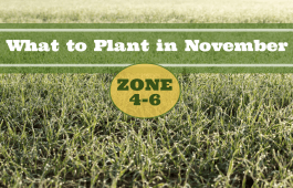 What to Plant in November in USDA Zones 4-6