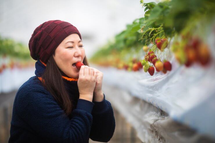 Woman enjoying picking and eating strawberries